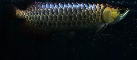龍魚(yú)嘴尖破了怎么辦（龍魚(yú)嘴尖破了怎么辦龍魚(yú)嘴尖破了可能由多種原因造成）