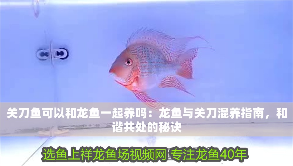 關刀魚可以和龍魚一起養嗎：龍魚與關刀混養指南，和諧共處的秘訣