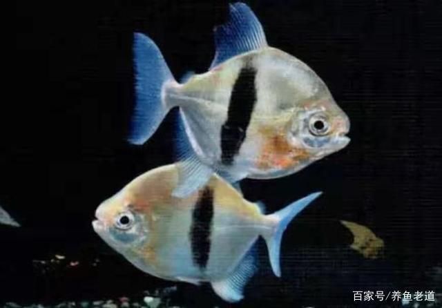 龍魚高檔配魚都有什么（適合與龍魚混養(yǎng)的幾種高檔配魚）