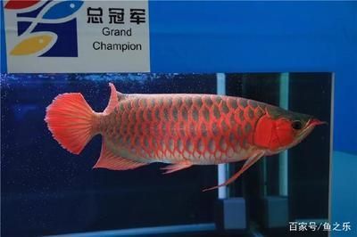 龍魚冠軍多少錢：龍魚冠軍的價格