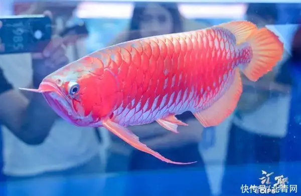 一條魚(yú)能抵一套房？驚到了<strong><mark>梁山</mark></strong>雖有108將，絕世高手卻只有1位，一流高手7位，別的都不入流