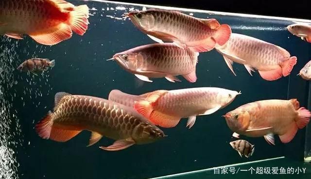 紅龍魚適合混養嗎（紅龍魚可以混養什么魚）