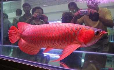 紅龍魚適合混養嗎（紅龍魚可以混養什么魚）
