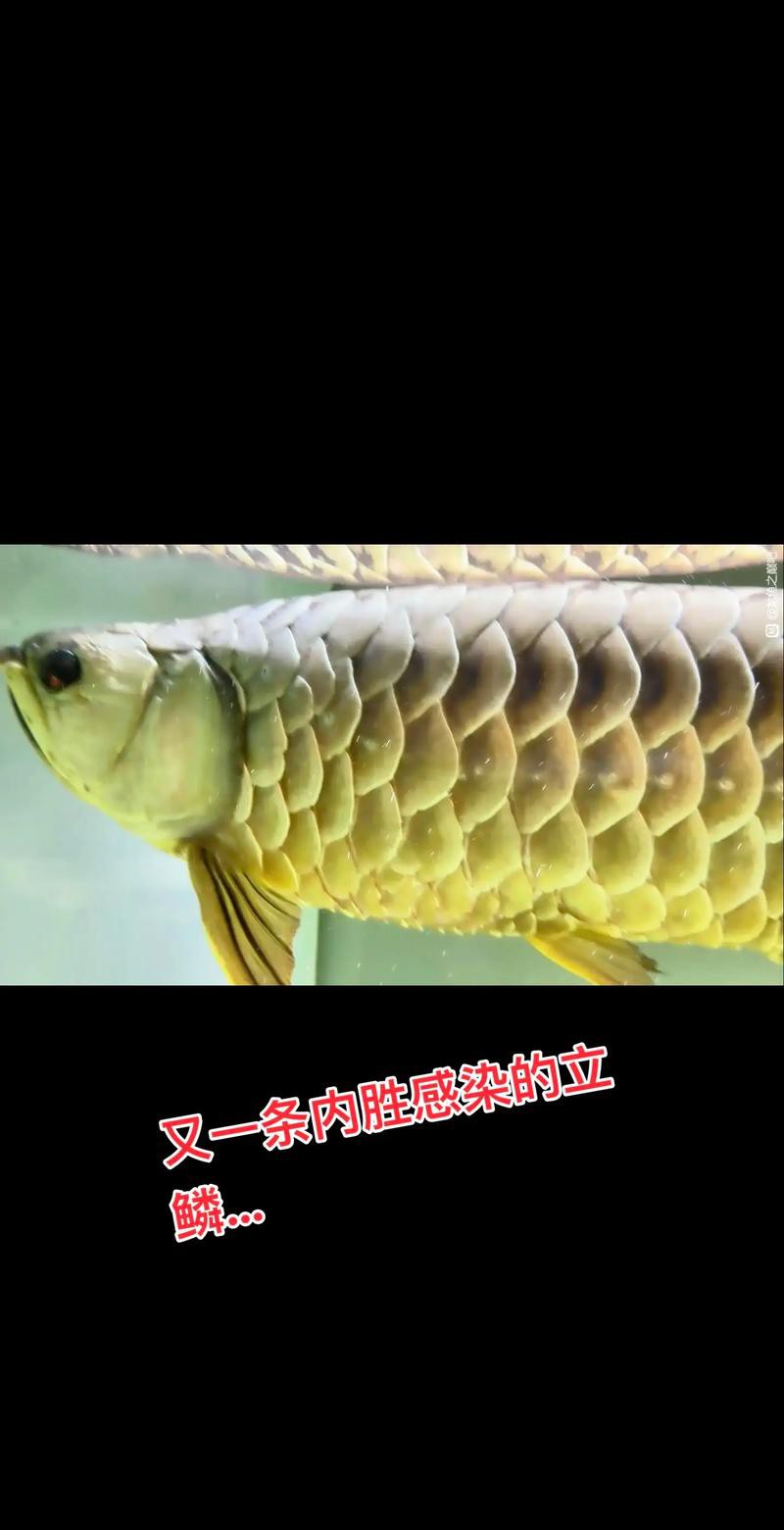 過背金龍魚爬背區分圖解