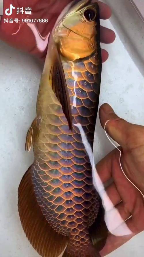 過背金龍魚爬背區分圖解