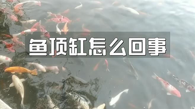 銀龍魚老是頂著缸壁