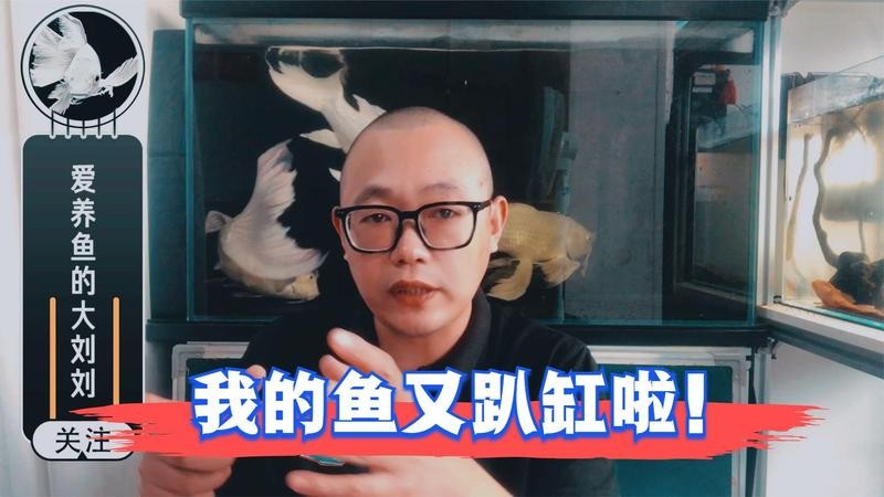 銀龍魚老是頂著缸壁