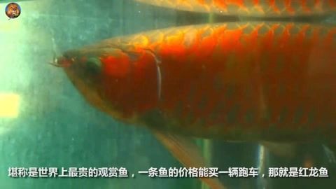 紅龍魚喂養方法和技巧：紅龍魚的喂養方法和技巧