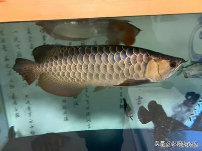 龍魚須斷了還能長么（龍魚的須子不幸斷了，是否能夠重新生長是一個常見的問題）