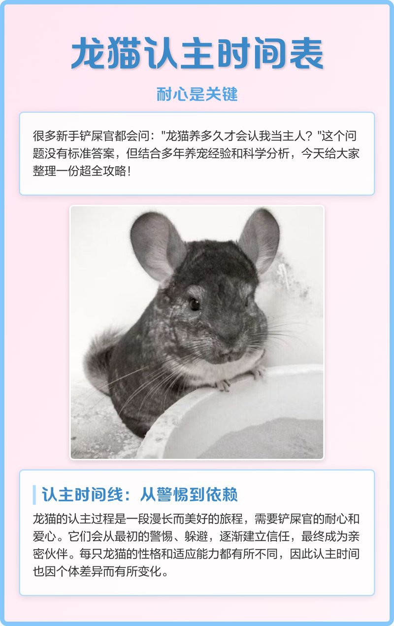 如何增加與龍貓的互動時間？