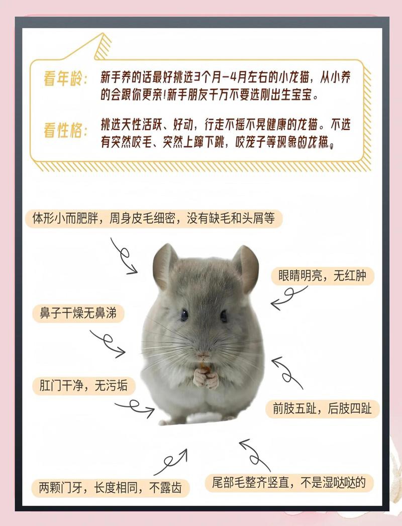 如何增加与龙猫的互动时间？