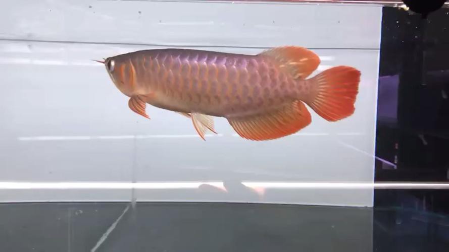大湖紅龍魚圖片