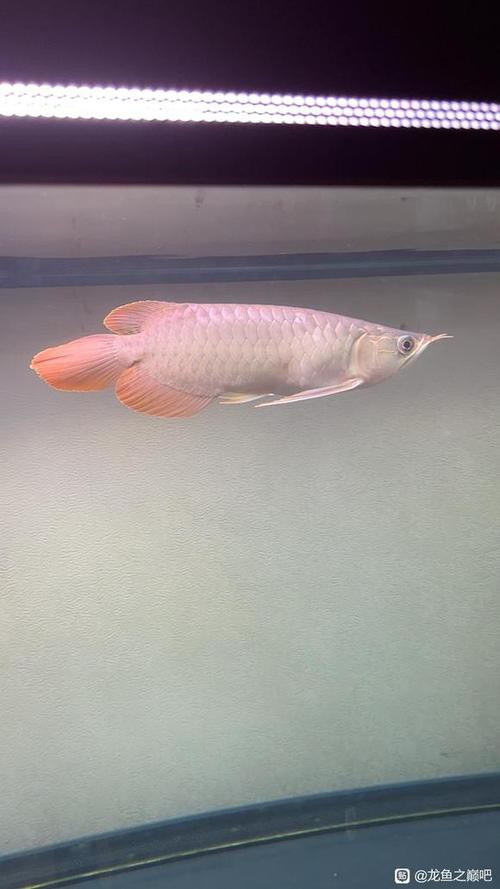 大湖紅龍魚圖片