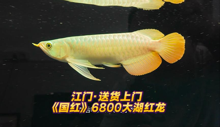 大湖紅龍魚圖片