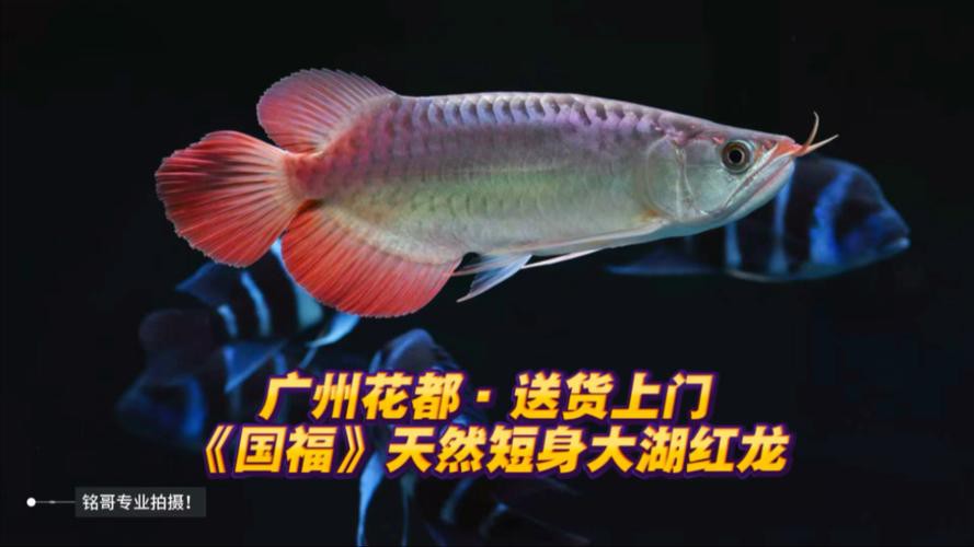 大湖紅龍魚圖片