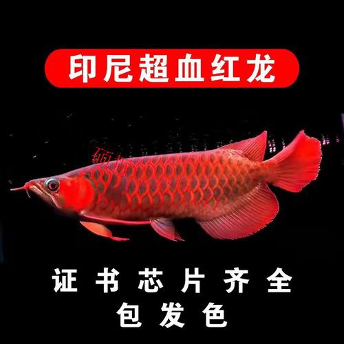 大湖紅龍魚圖片