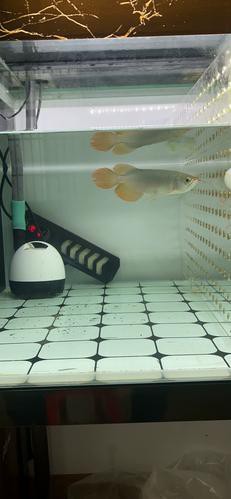 大湖紅龍魚圖片