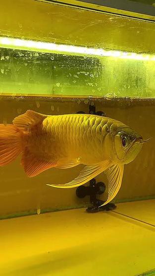 大湖紅龍魚圖片