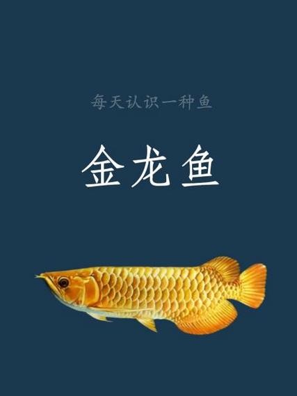 黃尾金龍魚為什么便宜