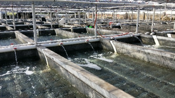 漳州龍魚繁殖基地在哪兒