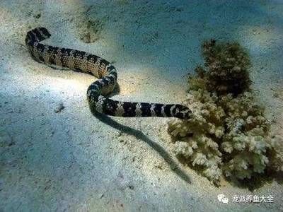 龍魚為什么會突然死了很多條蛇呢：龍魚突然死亡可能由多種因素導致，飼養者應注意水質管理