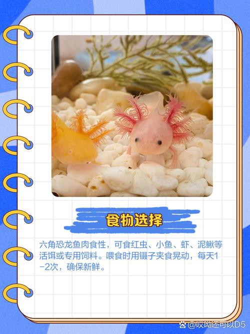六角龍魚怎么養(yǎng)及喂養(yǎng)技巧圖片