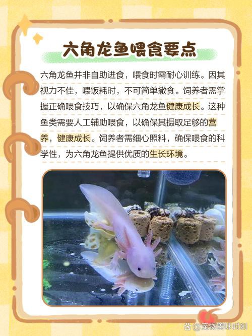 六角龍魚怎么養(yǎng)及喂養(yǎng)技巧圖片