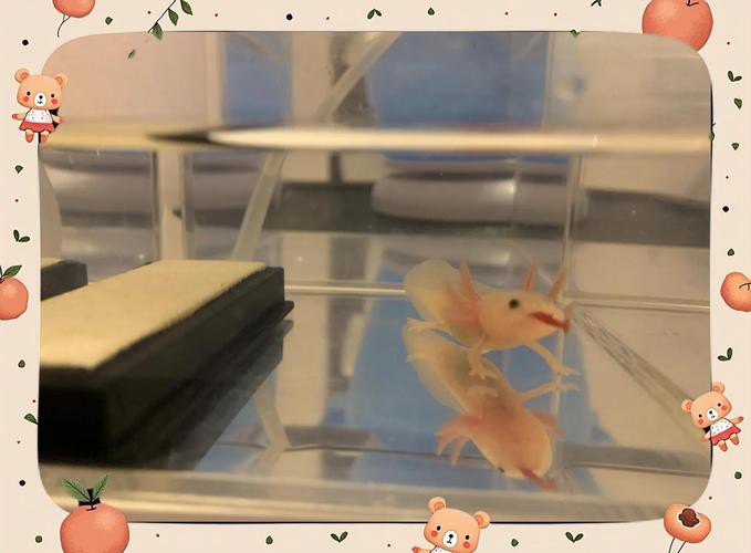 六角龍魚怎么養(yǎng)及喂養(yǎng)技巧圖片