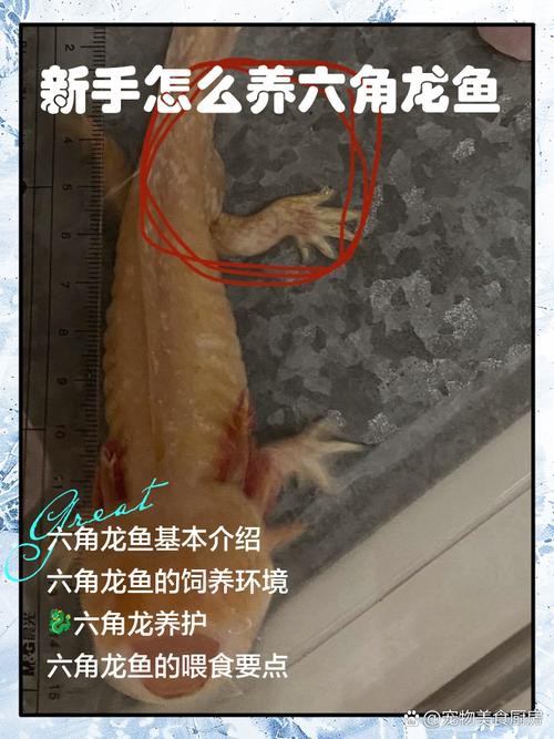 六角龍魚怎么養(yǎng)及喂養(yǎng)技巧圖片