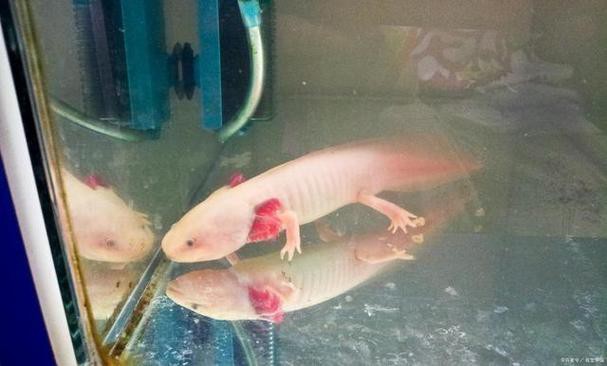 六角龍魚怎么養(yǎng)及喂養(yǎng)技巧圖片