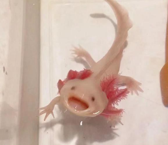 六角龍魚怎么養(yǎng)及喂養(yǎng)技巧圖片