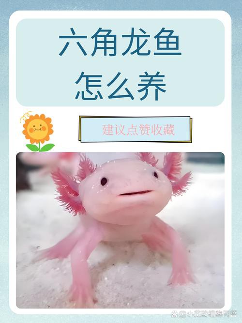 六角龍魚怎么養(yǎng)及喂養(yǎng)技巧圖片