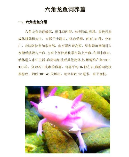 六角龍魚怎么養(yǎng)及喂養(yǎng)技巧圖片