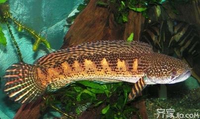 奶茶雷龍魚好養(yǎng)嗎怎么養(yǎng)：奶茶雷龍魚的飼養(yǎng)方式 奶茶雷龍魚好養(yǎng)嗎怎么養(yǎng)：奶茶雷龍魚的飼養(yǎng)方式 龍魚百科 第1張