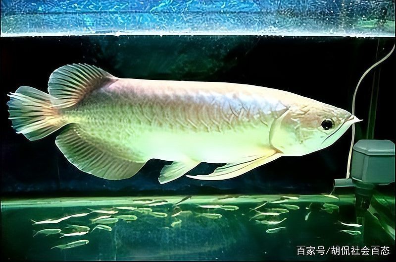 天山龍魚是什么魚類