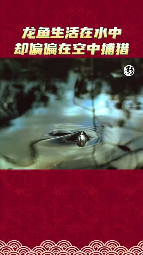 天山龍魚是什么魚類