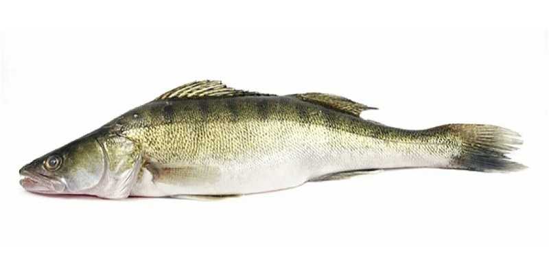 天山龍魚是什么魚類