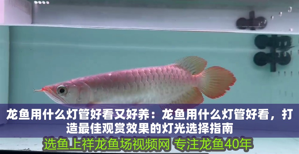 龍魚用什么燈管好看又好養：龍魚用什么燈管好看，打造最佳觀賞效果的燈光選擇指南
