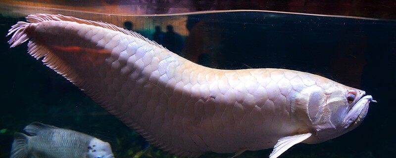 金龍魚是海魚嗎還是河魚 金龍魚是海魚嗎還是河魚 龍魚百科 第4張