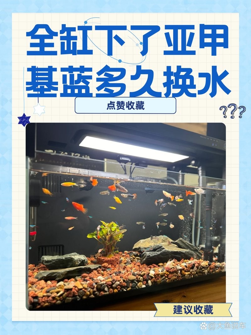 龍魚驅蟲后多久需要換水？