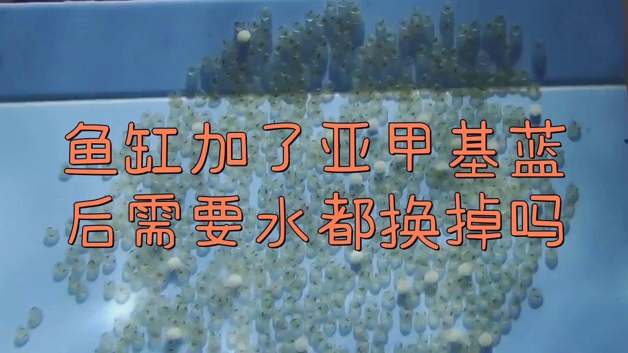 龍魚驅蟲后多久需要換水？