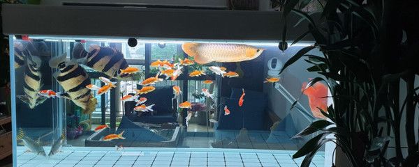 曼龍魚和麗麗魚能混養(yǎng)嗎（曼龍魚和麗麗魚可以混養(yǎng)）