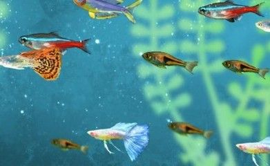 曼龍魚和麗麗魚能混養(yǎng)嗎（曼龍魚和麗麗魚可以混養(yǎng)）