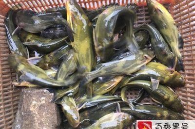 金龍魚好養嗎吃什么食物（如何判斷金龍魚是否健康）