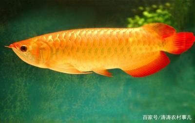 金龍魚好養嗎吃什么食物（如何判斷金龍魚是否健康）