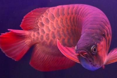 紅龍魚和金龍魚（紅龍魚和金龍魚是備受觀賞魚愛好者喜愛的淡水觀賞魚品種）