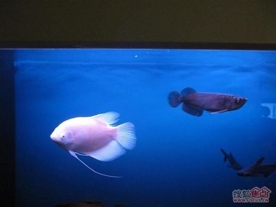 金龍魚和藍鯊能混養嘛：金龍魚和藍鯊可以混養嗎