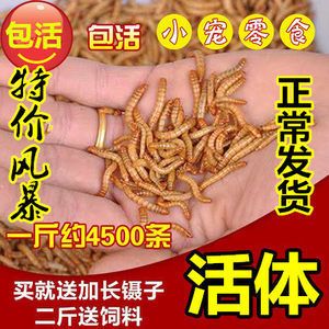 金龍魚尾巴爛掉可以使用黃粉嗎金龍魚尾巴爛掉可以用黃粉嗎：金龍魚尾巴爛掉可以使用黃粉嗎金龍魚尾巴爛掉可以使用黃粉嗎