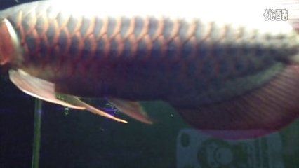 龍魚(yú)的濾材多長(zhǎng)時(shí)間換一次好，龍魚(yú)缸濾材更換頻率是確保水質(zhì)清潔和魚(yú)缸健康關(guān)鍵