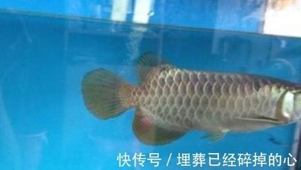 金龍魚蒙眼病有哪些表現：金龍魚蒙眼病有哪些癥狀，